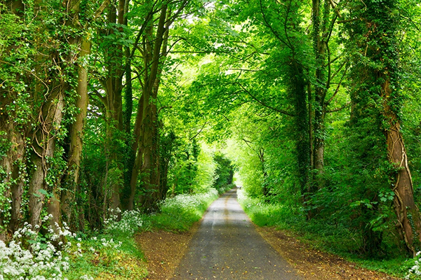 A road in the middle of a forest